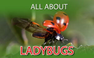 All About Ladybugs