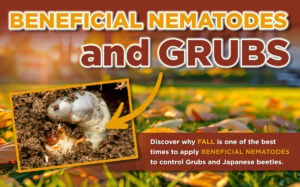 Beneficial Nematodes: Natural Grub & Japanese Beetle Control for Fall