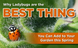 Why Ladybugs Are the Best Thing You Can Add to Your Garden This Spring