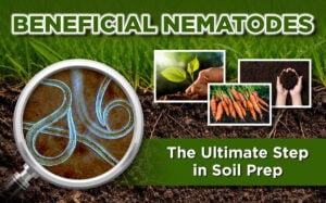 The Most Interesting Thing in Your Garden Might Be Underground: Why Beneficial Nematodes Are the Ultimate Step in Garden Prep