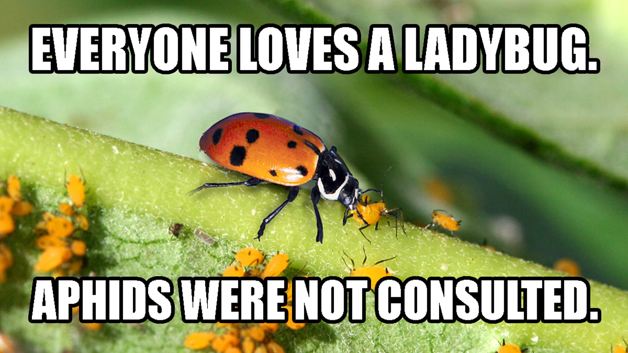 Ladybugs-and-Aphids