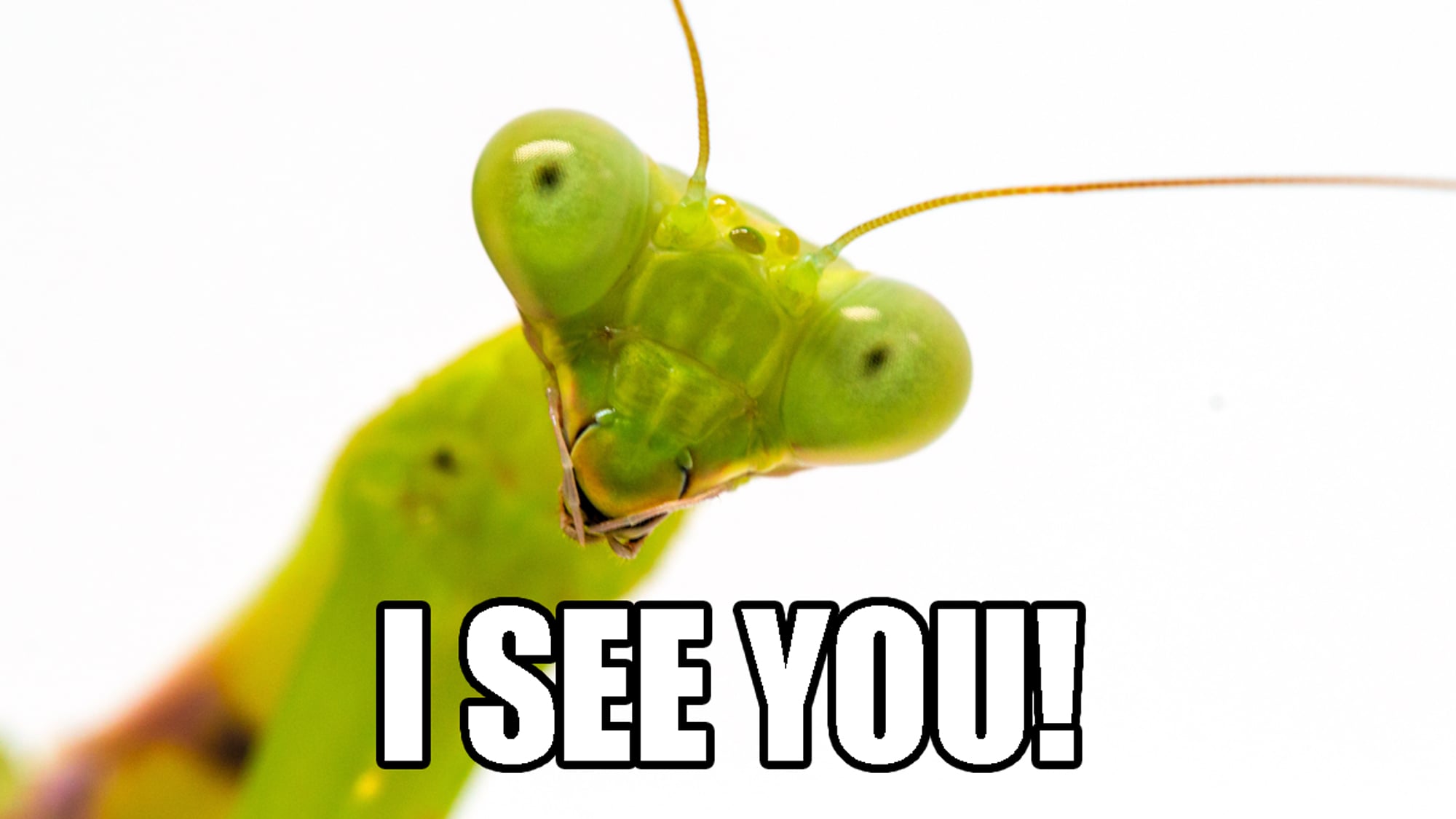 Praying-Mantid-I-See-You